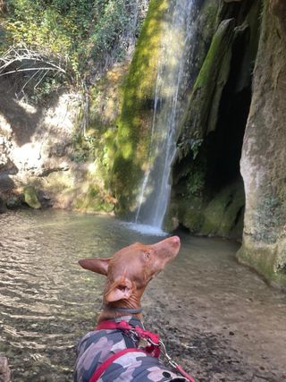Adiestramiento canino