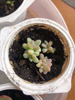 7 Plantas suculentas mini M5