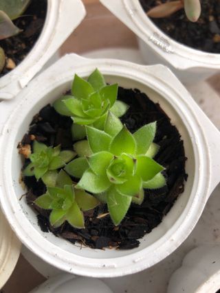 7 Plantas suculentas mini M5