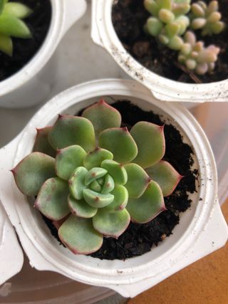 7 Plantas suculentas mini M5