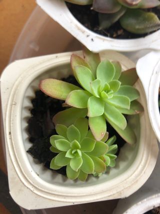 7 Plantas suculentas mini M5