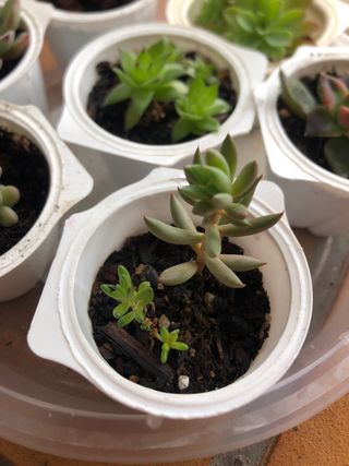 7 Plantas suculentas mini M5
