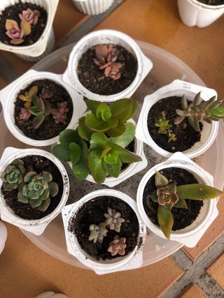 7 Plantas suculentas mini M5