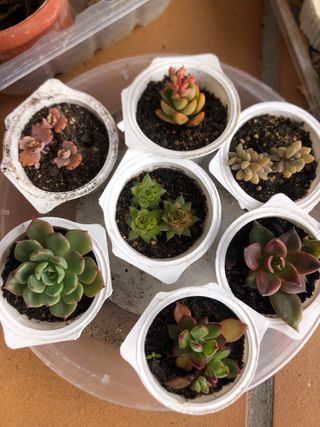 7 Plantas suculentas mini M5