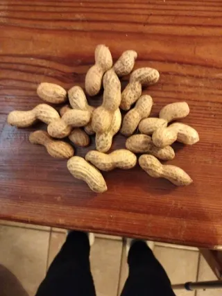 Arachidi bio da semina 20 bacelli