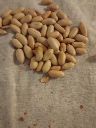 Arachidi bio da semina 20 bacelli