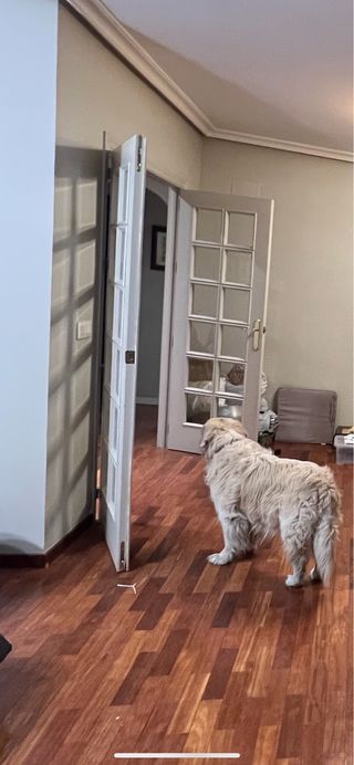 Puertas de Madera y Cristal Pack 2 puertas,1 doble