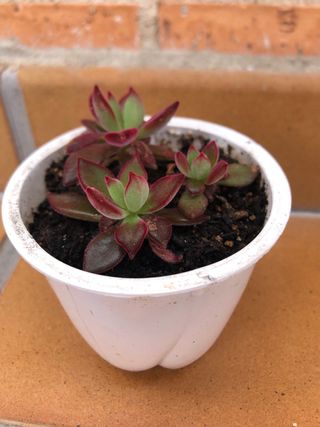 Suculenta Echeveria pulvinata M9