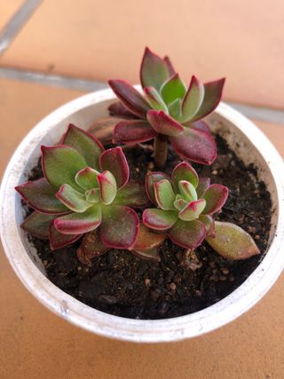 Suculenta Echeveria pulvinata M9