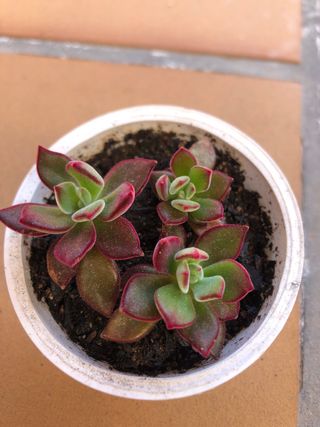 Suculenta Echeveria pulvinata M9