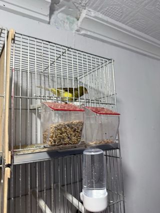 Jaula para pájaros con accesorios