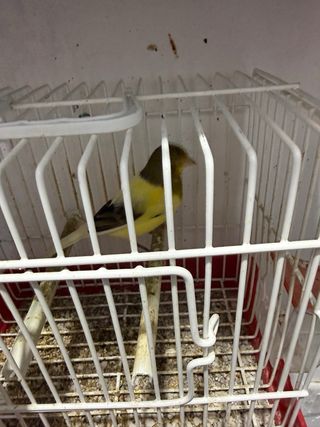 Jaula para pájaros con accesorios