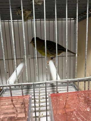 Jaula para pájaros con accesorios