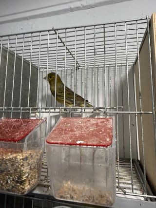 Jaula para pájaros con accesorios