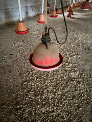 Bebederos para pollos