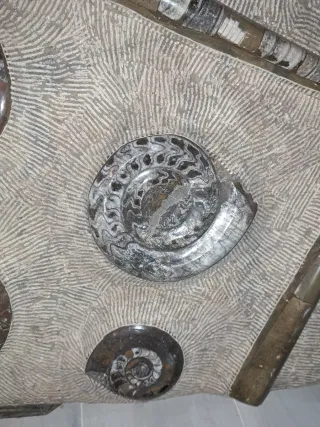 Mural de piedra con fósiles