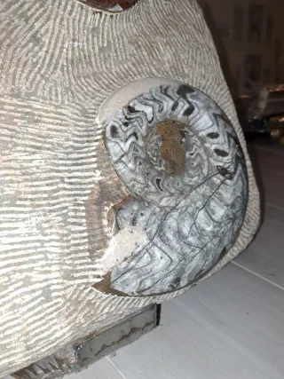 Mural de piedra con fósiles