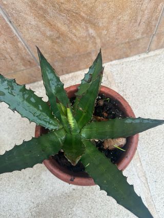 Agave Horrida Planta Suculenta Coleccionista