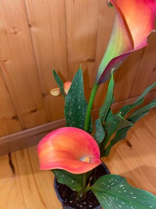 Calla zantendeschia