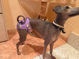 Pañal/braga para perro/gato con estampado frutal