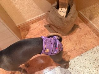 Pañal/braga para perro/gato con estampado frutal