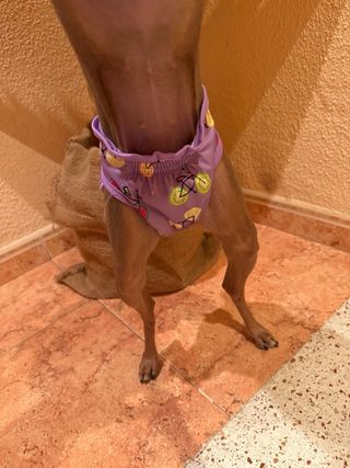 Pañal/braga para perro/gato con estampado frutal
