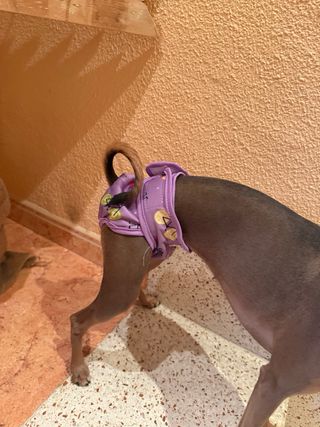 Pañal/braga para perro/gato con estampado frutal