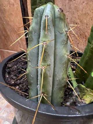 Esqueje Cactus Trichocereus Bridgesii.