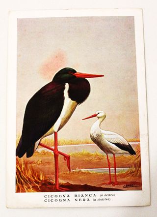 Iconografia Uccelli D'Italia - 11 Tavole Anni 30