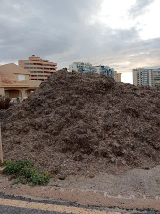 Algas marinas recién recogidas