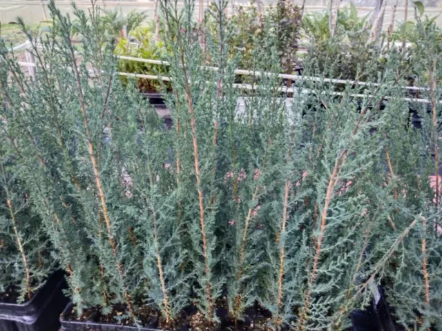 Plantones de cipres común