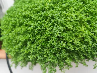 Lágrimas de Bebé / Manto Novia