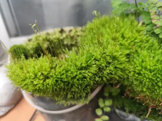 Pequeña porción de musgo vivo