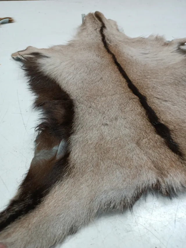 Piel de cabra para decoración