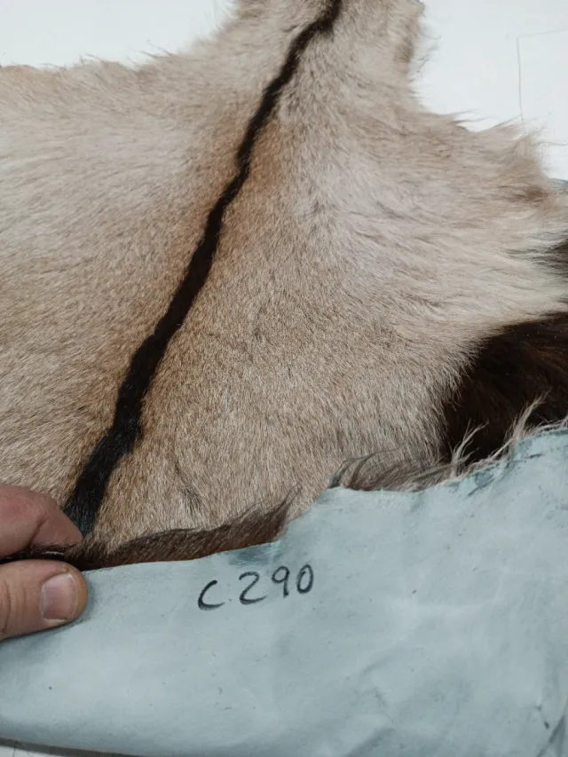 Piel de cabra para decoración