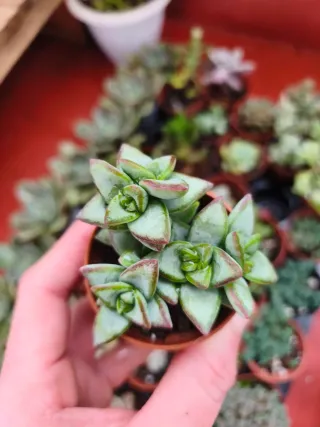 Crassula