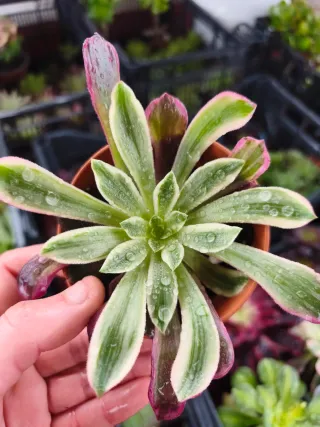 Aeonium Wendy dresss