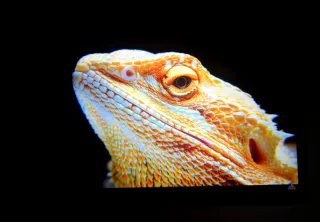 Samsung Galaxy Tab S9 FE