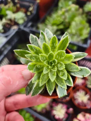 Aeonium simsi variegado