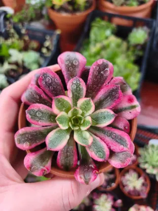 Aeonium medusa