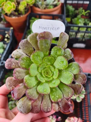 Aeonium morticia
