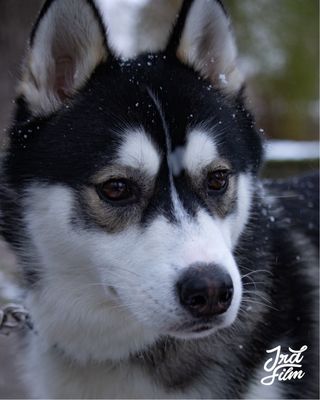 Cámara Canon EOS 2000D + Accesorios