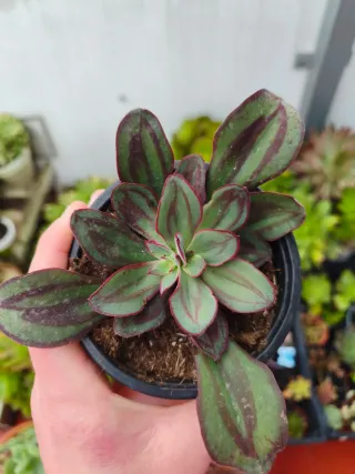Echeveria nódulosa