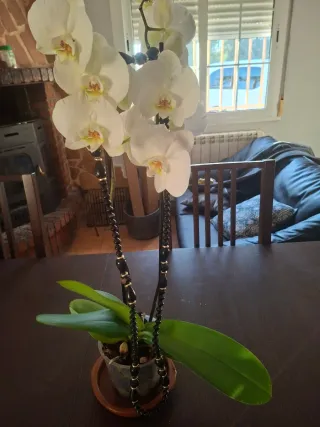 Collare lungo donna nero e dorato