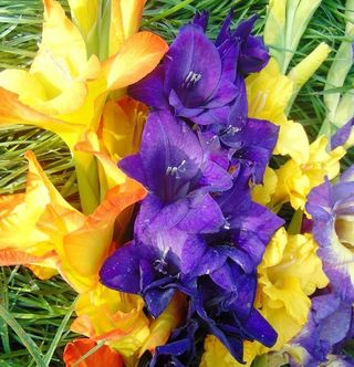 Gladioli fiore grande MIX - 6 bulbi