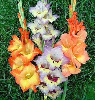 Gladioli fiore grande MIX - 6 bulbi