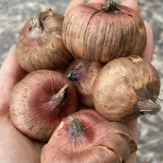 Gladioli fiore grande MIX - 6 bulbi