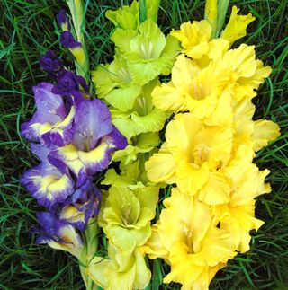 Gladioli fiore grande MIX - 6 bulbi
