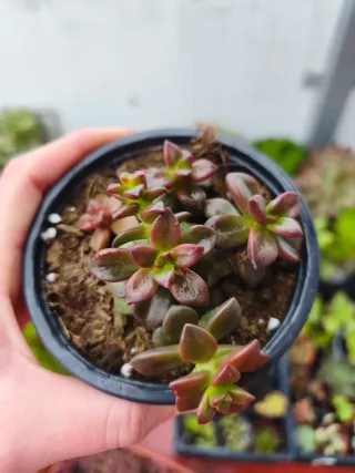 Echeveria compressicaulis