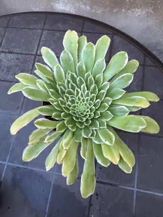 Aeonium suculenta